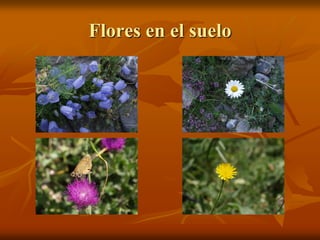 Flores en el suelo
 