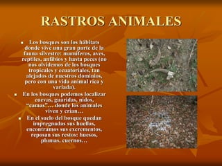 RASTROS ANIMALES
       Los bosques son los hábitats
      donde vive una gran parte de la
     fauna silvestre: mamíferos, aves,
    reptiles, anfibios y hasta peces (no
        nos olvidemos de los bosques
        tropicales y ecuatoriales, tan
      alejados de nuestros dominios,
      pero con una vida animal rica y
                  variada).
   En los bosques podemos localizar
           cuevas, guaridas, nidos,
      “camas”… donde los animales
               viven y crían…
      En el suelo del bosque quedan
          impregnadas sus huellas,
       encontramos sus excrementos,
         reposan sus restos: huesos,
             plumas, cuernos…
 