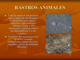 RASTROS ANIMALES
   Todo lo anterior nos permite
     leer el suelo de los bosques
       e interpretar esos signos.
        Sabremos qué animales
          habitan, si son o no
     numerosos; conoceremos a
       los depredadores y a las
              víctimas…
   Un paseo por un bosque nos
           devuelve sonidos
    misteriosos, cantos de aves,
    rugidos y gritos de animales
              diversos…
 