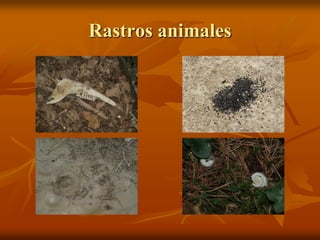 Rastros animales
 