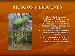 MUSGOS Y LÍQUENES
                Dos de los frecuentes
            “pobladores” del bosque son
              los musgos y los líquenes.
           Los musgos crecen en zonas
           umbrías donde la humedad es
                     abundante.
          Los líquenes colonizan troncos
            y ramas de árboles, el suelo y
                     las piedras.
           Crecen ofreciendo formas y
               texturas muy atractivas,
           colores que llaman la atención
 
