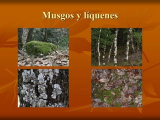 Musgos y líquenes
 