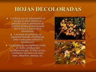 HOJAS DECOLORADAS
    Las hojas son los laboratorios en
         los que el árbol elabora su
      alimento (con la aportación de
      materias primas proporcionada
          por la raíz), a través de la
                 fotosíntesis.
        Las hojas necesitan de un
      pigmento llamado clorofila (de
        color verde) para realizar la
                 fotosíntesis).
   La pérdida de ese pigmento verde,
           en otoño, produce una
    decoloración que, al final, es una
       coloración hermosa con tonos
       rojos, amarillos, naranja, etc.
 