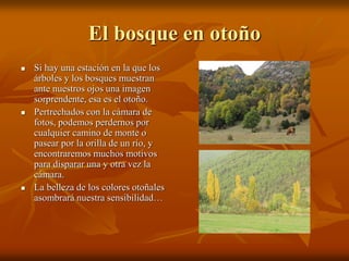 El bosque en otoño
   Si hay una estación en la que los
    árboles y los bosques muestran
    ante nuestros ojos una imagen
    sorprendente, esa es el otoño.
   Pertrechados con la cámara de
    fotos, podemos perdernos por
    cualquier camino de monte o
    pasear por la orilla de un río, y
    encontraremos muchos motivos
    para disparar una y otra vez la
    cámara.
   La belleza de los colores otoñales
    asombrará nuestra sensibilidad…
 