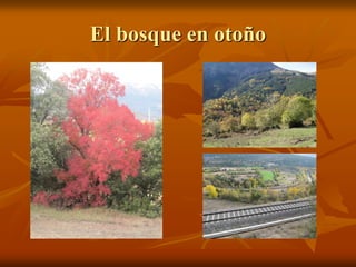 El bosque en otoño
 