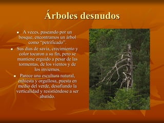 Árboles desnudos
    A veces, paseando por un
   bosque, encontramos un árbol
         como “petrificado”.
 Sus días de savia, crecimiento y
   color tocaron a su fin, pero se
  mantiene erguido a pesar de las
   tormentas, de los vientos y de
            los inviernos.
  Parece una escultura natural,
   enhiesta y orgullosa, puesta en
   medio del verde, desafiando la
  verticalidad y resistiéndose a ser
               abatido.
 