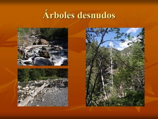 Árboles desnudos
 