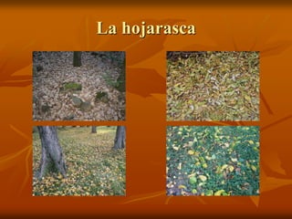 La hojarasca
 