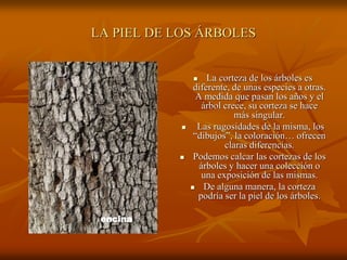 LA PIEL DE LOS ÁRBOLES


                    La corteza de los árboles es
                 diferente, de unas especies a otras.
                  A medida que pasan los años y el
                    árbol crece, su corteza se hace
                             más singular.
                 Las rugosidades de la misma, los
                 “dibujos”, la coloración… ofrecen
                          claras diferencias.
                Podemos calcar las cortezas de los
                   árboles y hacer una colección o
                    una exposición de las mismas.
                    De alguna manera, la corteza
                  podría ser la piel de los árboles.

 encina
 