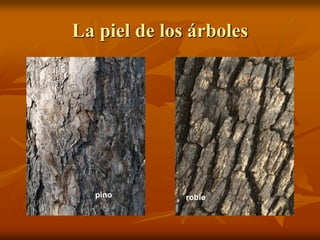 La piel de los árboles




  pino        roble
 