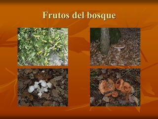 Frutos del bosque
 