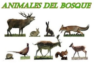 El bosque