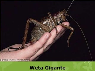 Weta Gigante
 