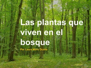 Las plantas que
viven en el
bosque
Por Laura Moro Ocaña
 