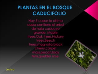 Hay 5 capas la ultima
capa contiene el arbol
de hoja caduceo
grande. Maple
trees,Oak trees,Hickory
trees,Beech
trees,magnolia,black
cherry,carpet
moss,pecan,lady
fern,guelder rose.
Jessica