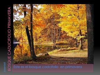 Este es el bosque cadcifolio en primavera
Joseniell