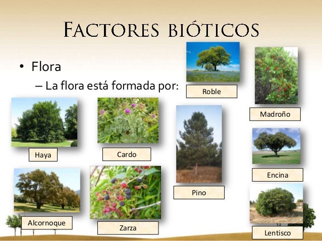 El bosque mediterráneo