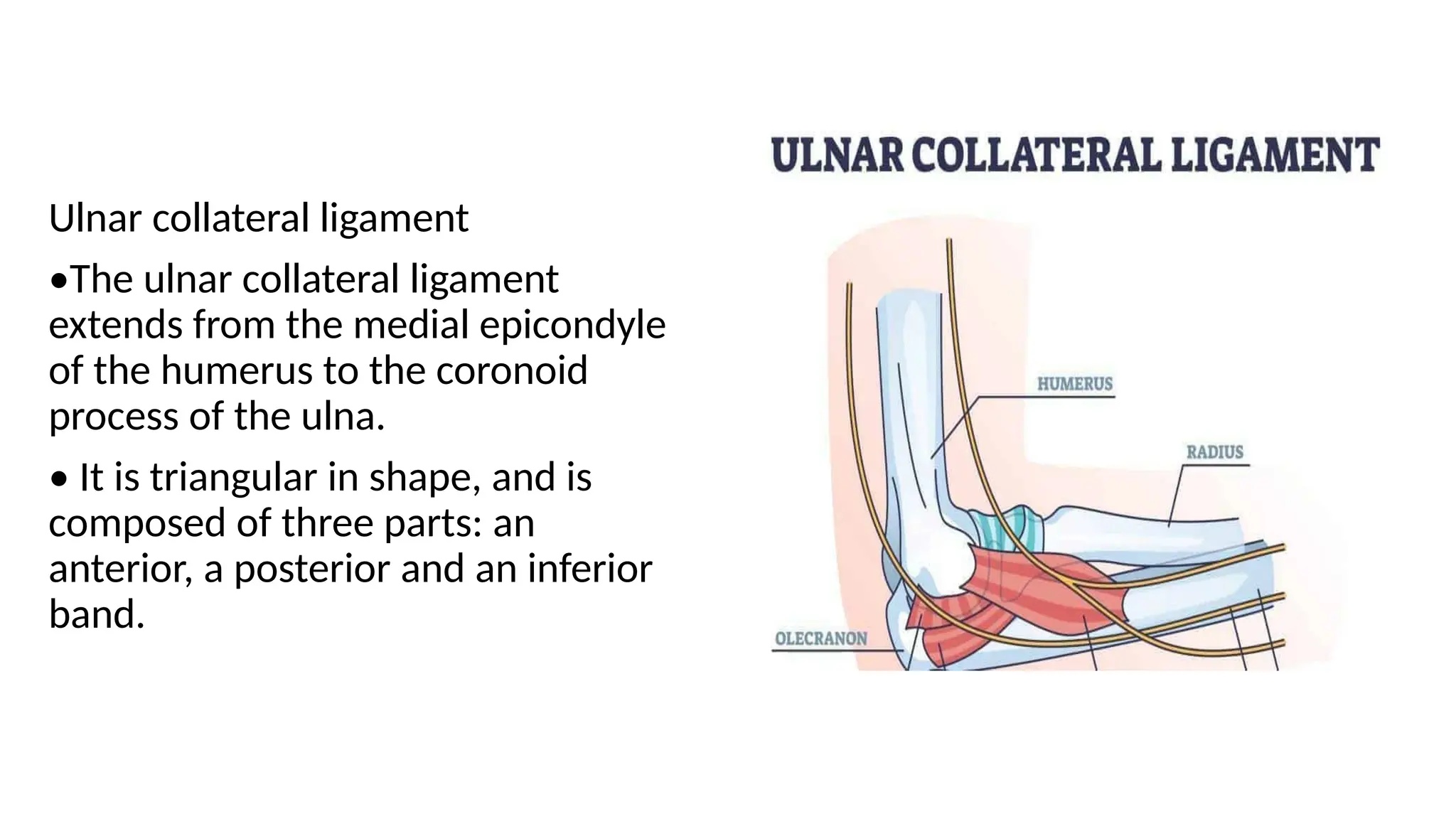 Ulnar collateral ligament
•The ulnar collateral ligament
extends from the medial epicondyle
of the humerus to the coronoid
process of the ulna.
• It is triangular in shape, and is
composed of three parts: an
anterior, a posterior and an inferior
band.
 