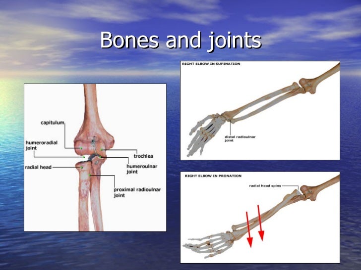 Elbow Anatomy And Examination