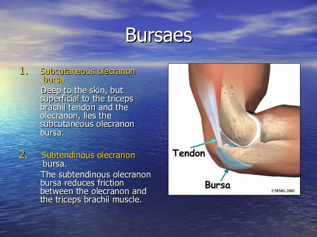 Elbow Anatomy And Examination