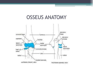 OSSEUS ANATOMY
 