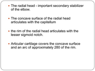  The radial head - important secondary stabilizer
of the elbow.
 The concave surface of the radial head
articulates with the capitellum
 the rim of the radial head articulates with the
lesser sigmoid notch.
 Articular cartilage covers the concave surface
and an arc of approximately 280 of the rim.
 