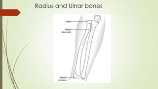 Radius and Ulnar bones
 