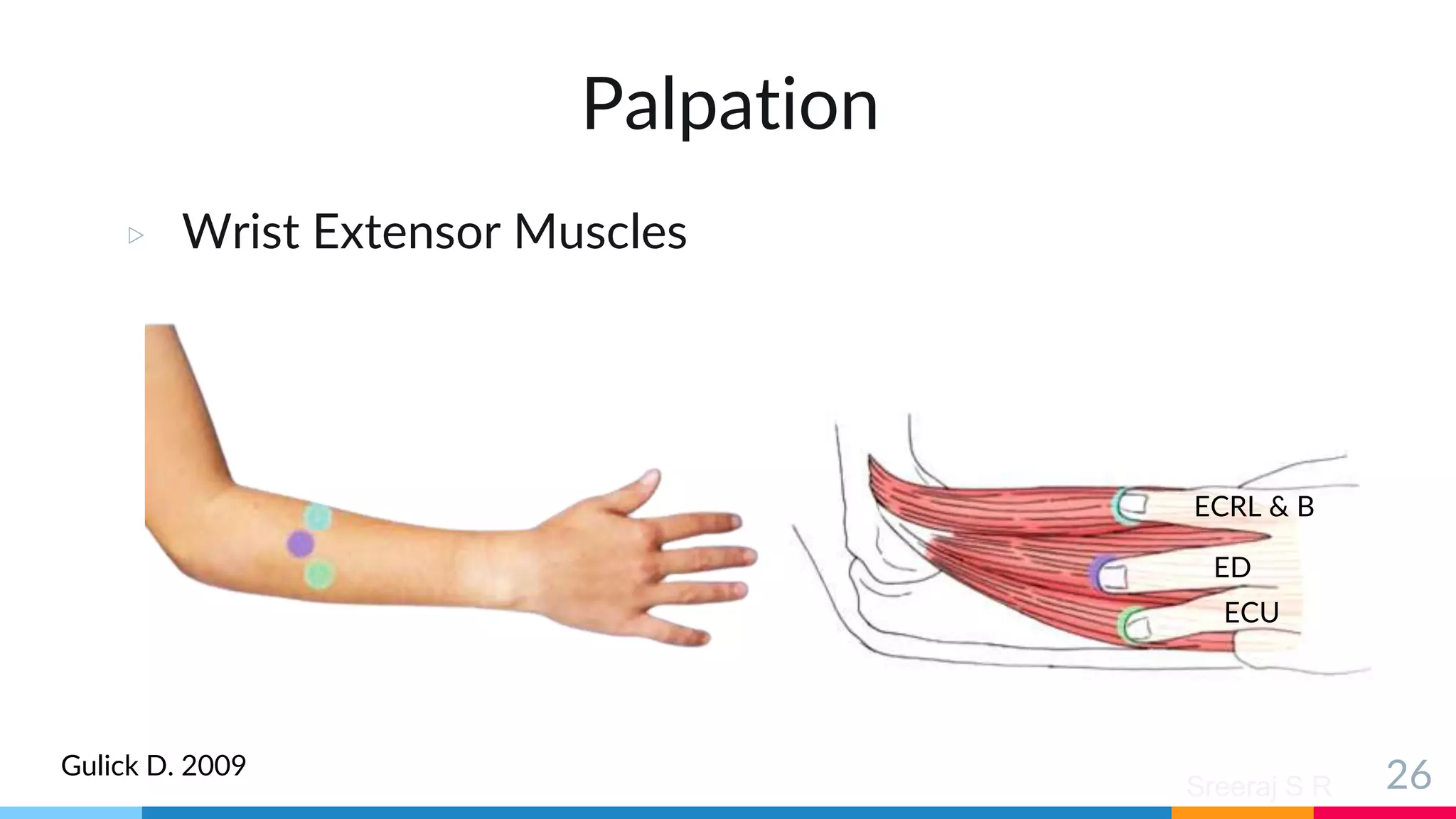 Sreeraj S R
Palpation
▷ Wrist Extensor Muscles
26
Gulick D. 2009
ECRL & B
ED
ECU
 
