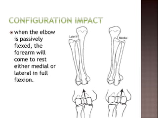  when the elbow
is passively
flexed, the
forearm will
come to rest
either medial or
lateral in full
flexion.
 