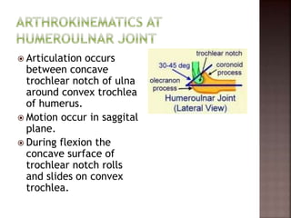  Articulation occurs
between concave
trochlear notch of ulna
around convex trochlea
of humerus.
 Motion occur in saggital
plane.
 During flexion the
concave surface of
trochlear notch rolls
and slides on convex
trochlea.
 