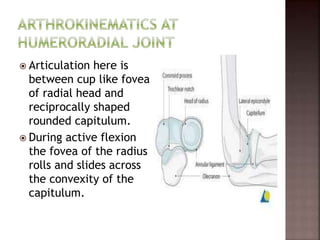  Articulation here is
between cup like fovea
of radial head and
reciprocally shaped
rounded capitulum.
 During active flexion
the fovea of the radius
rolls and slides across
the convexity of the
capitulum.
 