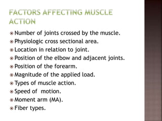  Number of joints crossed by the muscle.
 Physiologic cross sectional area.
 Location in relation to joint.
 Position of the elbow and adjacent joints.
 Position of the forearm.
 Magnitude of the applied load.
 Types of muscle action.
 Speed of motion.
 Moment arm (MA).
 Fiber types.
 