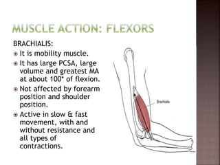 BRACHIALIS:
 It is mobility muscle.
 It has large PCSA, large
volume and greatest MA
at about 100* of flexion.
 Not affected by forearm
position and shoulder
position.
 Active in slow & fast
movement, with and
without resistance and
all types of
contractions.
 