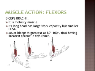 BICEPS BRACHII:
 It is mobility muscle.
 Its long head has large work capacity but smaller
PCSA.
 MA of biceps is greatest at 80*-100*, thus having
greatest torque in this range.
 