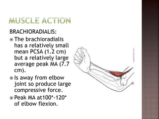 BRACHIORADIALIS:
 The brachioradialis
has a relatively small
mean PCSA (1.2 cm)
but a relatively large
average peak MA (7.7
cm).
 Is away from elbow
joint so produce large
compressive force.
 Peak MA at100*-120*
of elbow flexion.
 