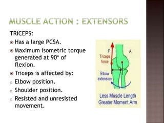 TRICEPS:
 Has a large PCSA.
 Maximum isometric torque
generated at 90* of
flexion.
 Triceps is affected by:
o Elbow position.
o Shoulder position.
o Resisted and unresisted
movement.
 