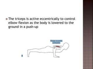  The triceps is active eccentrically to control
elbow flexion as the body is lowered to the
ground in a push-up
 