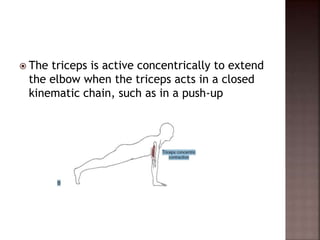  The triceps is active concentrically to extend
the elbow when the triceps acts in a closed
kinematic chain, such as in a push-up
 