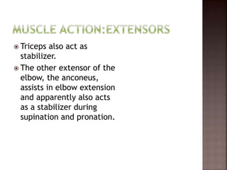  Triceps also act as
stabilizer.
 The other extensor of the
elbow, the anconeus,
assists in elbow extension
and apparently also acts
as a stabilizer during
supination and pronation.
 