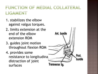 1. stabilizes the elbow
against valgus torques.
2. limits extension at the
end of the elbow
extension ROM
3. guides joint motion
throughout flexion ROM
4. provides some
resistance to longitudinal
distraction of joint
surfaces
 