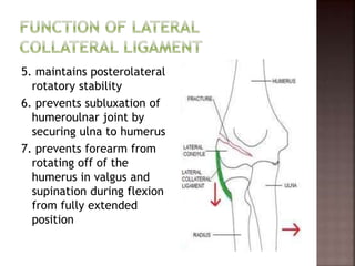 5. maintains posterolateral
rotatory stability
6. prevents subluxation of
humeroulnar joint by
securing ulna to humerus
7. prevents forearm from
rotating off of the
humerus in valgus and
supination during flexion
from fully extended
position
 