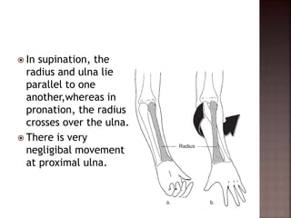 In supination, the
radius and ulna lie
parallel to one
another,whereas in
pronation, the radius
crosses over the ulna.
 There is very
negligibal movement
at proximal ulna.
 