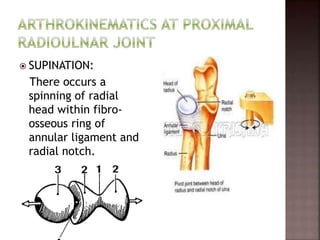  SUPINATION:
There occurs a
spinning of radial
head within fibro-
osseous ring of
annular ligament and
radial notch.
 