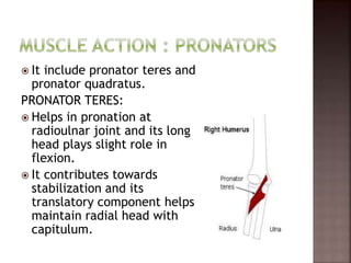  It include pronator teres and
pronator quadratus.
PRONATOR TERES:
 Helps in pronation at
radioulnar joint and its long
head plays slight role in
flexion.
 It contributes towards
stabilization and its
translatory component helps
maintain radial head with
capitulum.
 