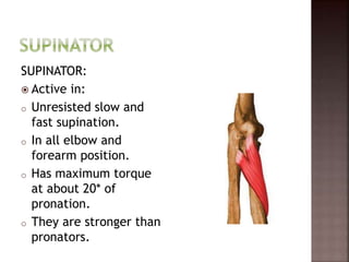 SUPINATOR:
 Active in:
o Unresisted slow and
fast supination.
o In all elbow and
forearm position.
o Has maximum torque
at about 20* of
pronation.
o They are stronger than
pronators.
 