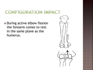  During active elbow flexion
the forearm comes to rest
in the same plane as the
humerus.
 