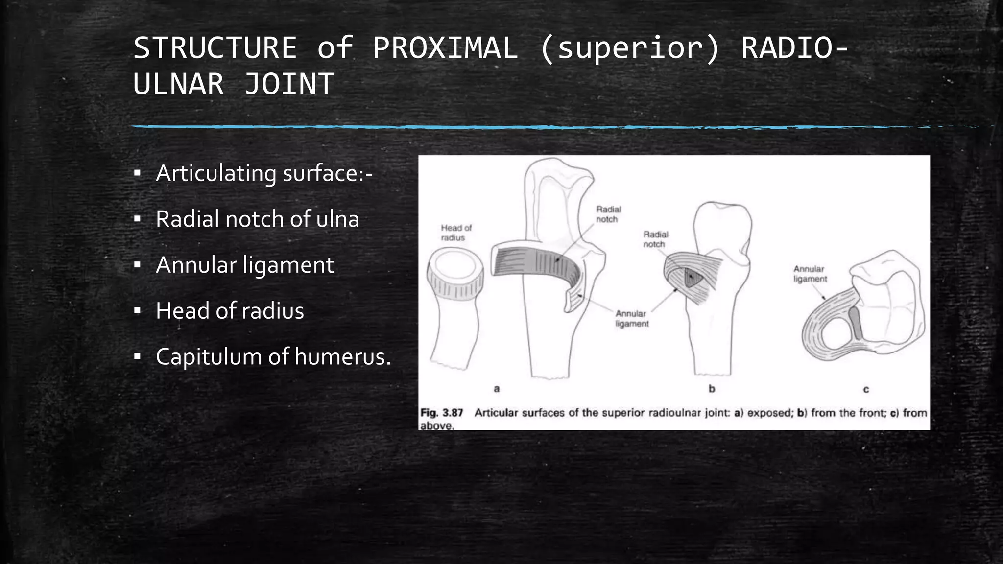 STRUCTURE of PROXIMAL (superior) RADIO-
ULNAR JOINT
▪ Articulating surface:-
▪ Radial notch of ulna
▪ Annular ligament
▪ Head of radius
▪ Capitulum of humerus.
 