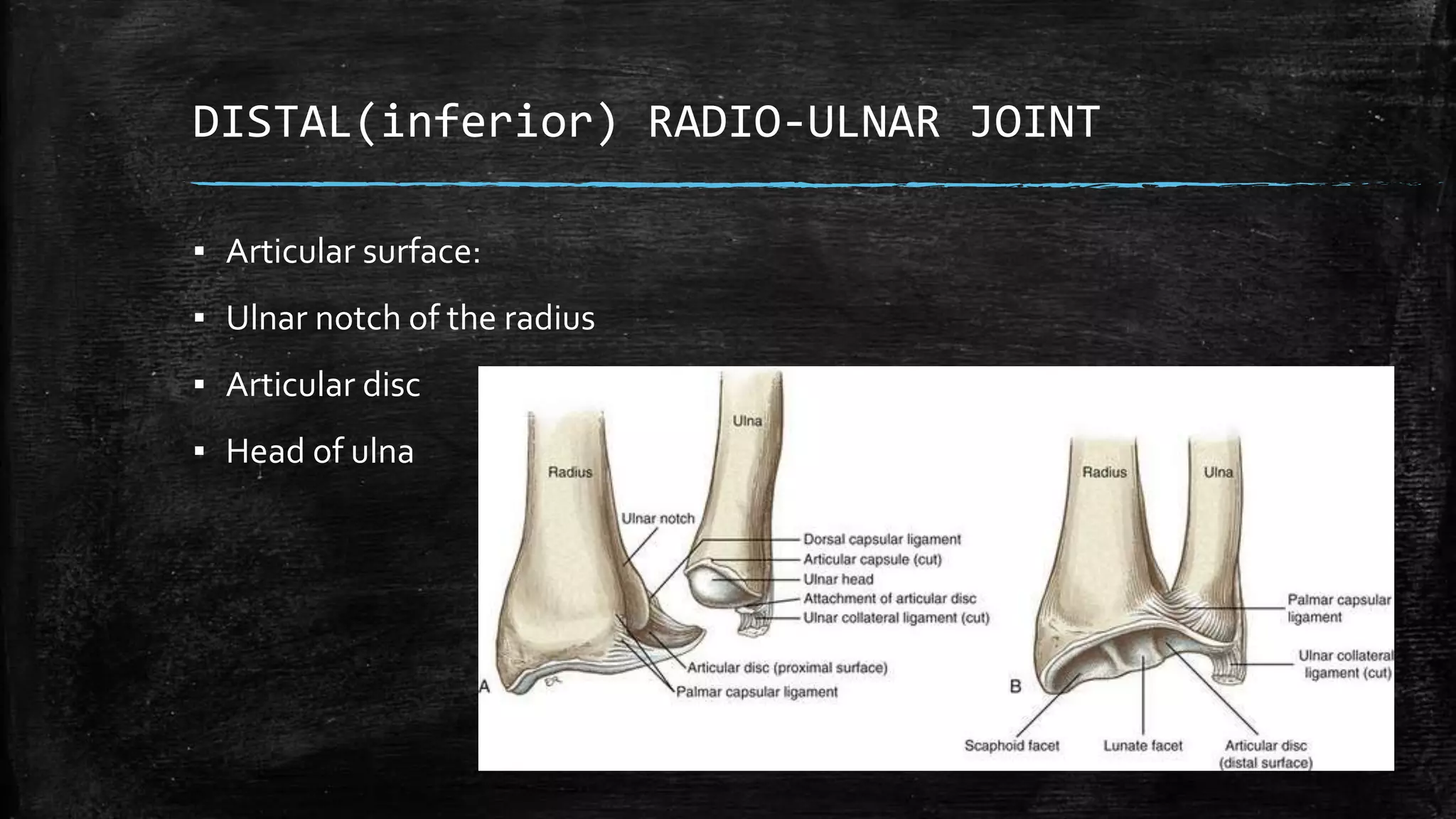 DISTAL(inferior) RADIO-ULNAR JOINT
▪ Articular surface:
▪ Ulnar notch of the radius
▪ Articular disc
▪ Head of ulna
 