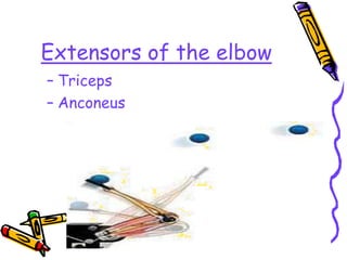 Extensors of the elbow
– Triceps
– Anconeus
 