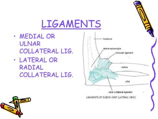 LIGAMENTS
• MEDIAL OR
ULNAR
COLLATERAL LIG.
• LATERAL OR
RADIAL
COLLATERAL LIG.
 